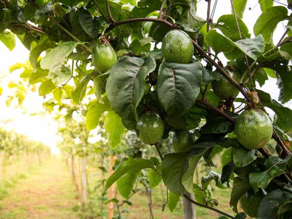 Zdravilni listi avokada